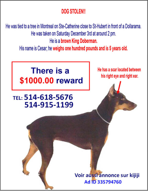 stolen-dog